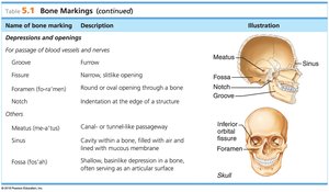 Table of bone markings: depressions and openings