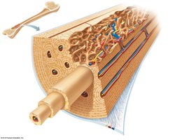 Microscopic structure of bone: osteon, lamellae, central canal, periosteum