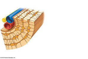 Microscopic structure of bone: lamella, central canal, lacuna, canaliculus, osteocyte