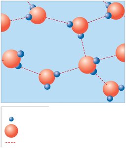 Hydrogen bonds between water molecules