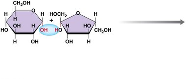 Dehydration synthesis of sucrose