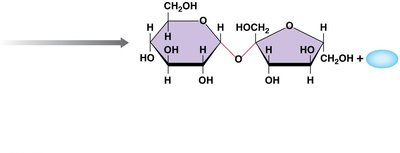 Dehydration synthesis of sucrose (continued)