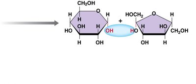 Hydrolysis of sucrose (continued)