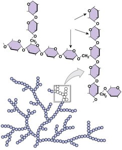 Structure of glycogen