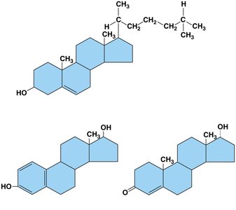 Steroid structures: cholesterol, estrogen, testosterone