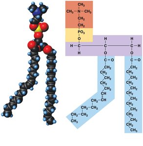 Phospholipid structure