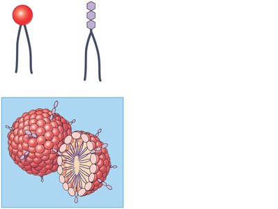 Micelle formation in water