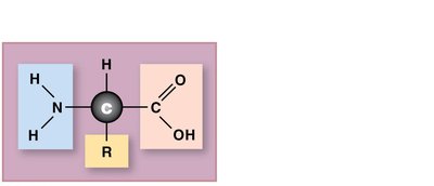 Amino acid structure