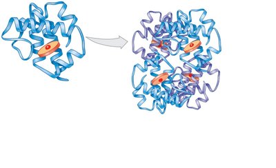 Tertiary and quaternary protein structure (hemoglobin)