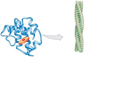 Tertiary and quaternary protein structure (collagen)