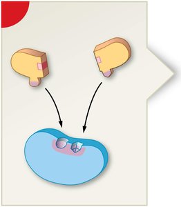 Enzyme-substrate binding