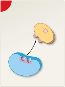 Product release from enzyme