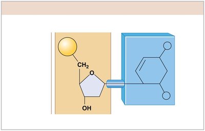 Nucleotide structure