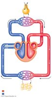 Diagram of pulmonary and systemic circulation