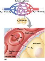 Oxygen diffusion from capillaries to tissue cells