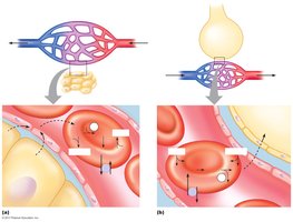 CO2 exchange and transport in blood