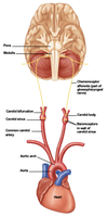 Peripheral chemoreceptors in carotid bodies
