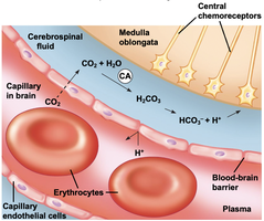 Central chemoreceptors and CO2 regulation