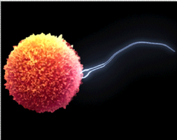 Sperm fertilizing egg