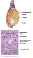 Testis structure and histology