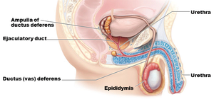 Male reproductive duct system