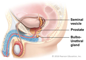 Male accessory glands