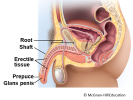 Penis anatomy