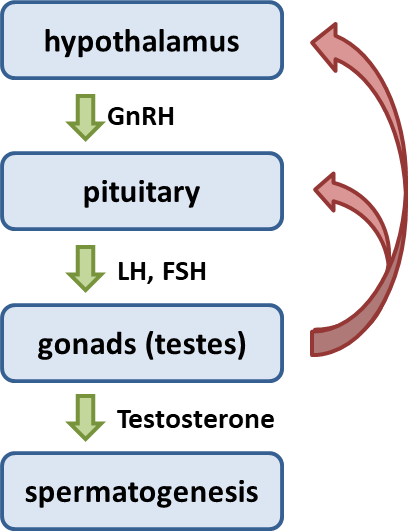 HPG axis overview