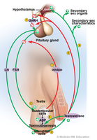 HPG axis feedback and regulation