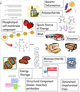 Summary of cell components and their functions