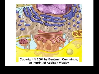 Types of cytoskeletal filaments