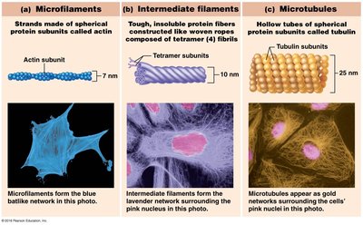 Centrosome and centrioles structure
