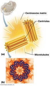 Cilia and flagella structure