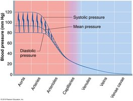 Systemic blood pressure graph