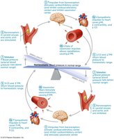 Baroreceptor reflexes