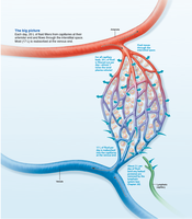 Bulk flow across capillary walls