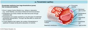 Fenestrated capillary structure