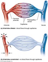 Anatomy of a typical capillary bed