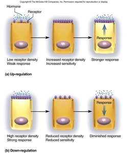 Up-regulation and down-regulation of hormone receptors