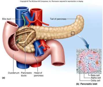 Pancreas anatomy and pancreatic islet cell types