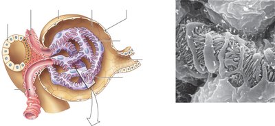 Renal corpuscle and podocyte structure