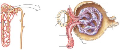 Juxtaglomerular apparatus and feedback