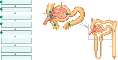 Tubuloglomerular feedback mechanism