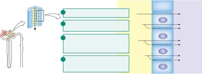 Principles of tubular reabsorption