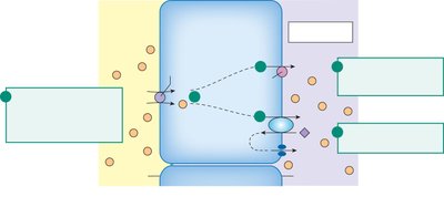Sodium-linked glucose reabsorption
