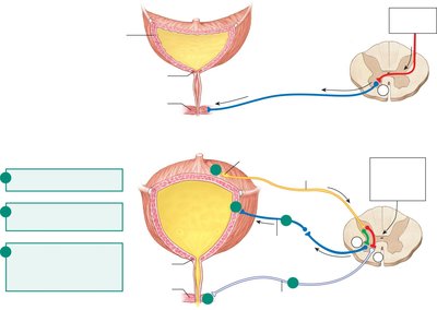 Micturition reflex and bladder control