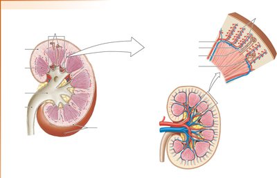 Cross-section of the kidney showing cortex, medulla, and vascular supply