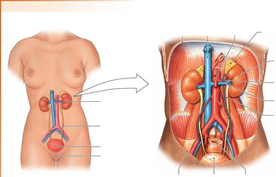 Overview of the urinary system and kidney location