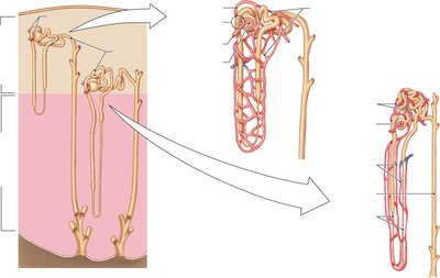 Nephron structure and vascular arrangement