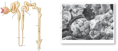 Detailed nephron structure and glomerulus